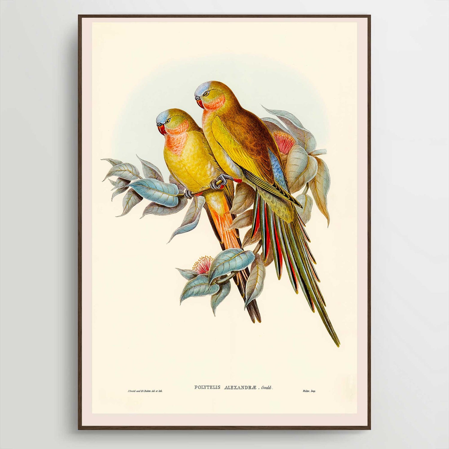 Antique Bird Fine Art Prints