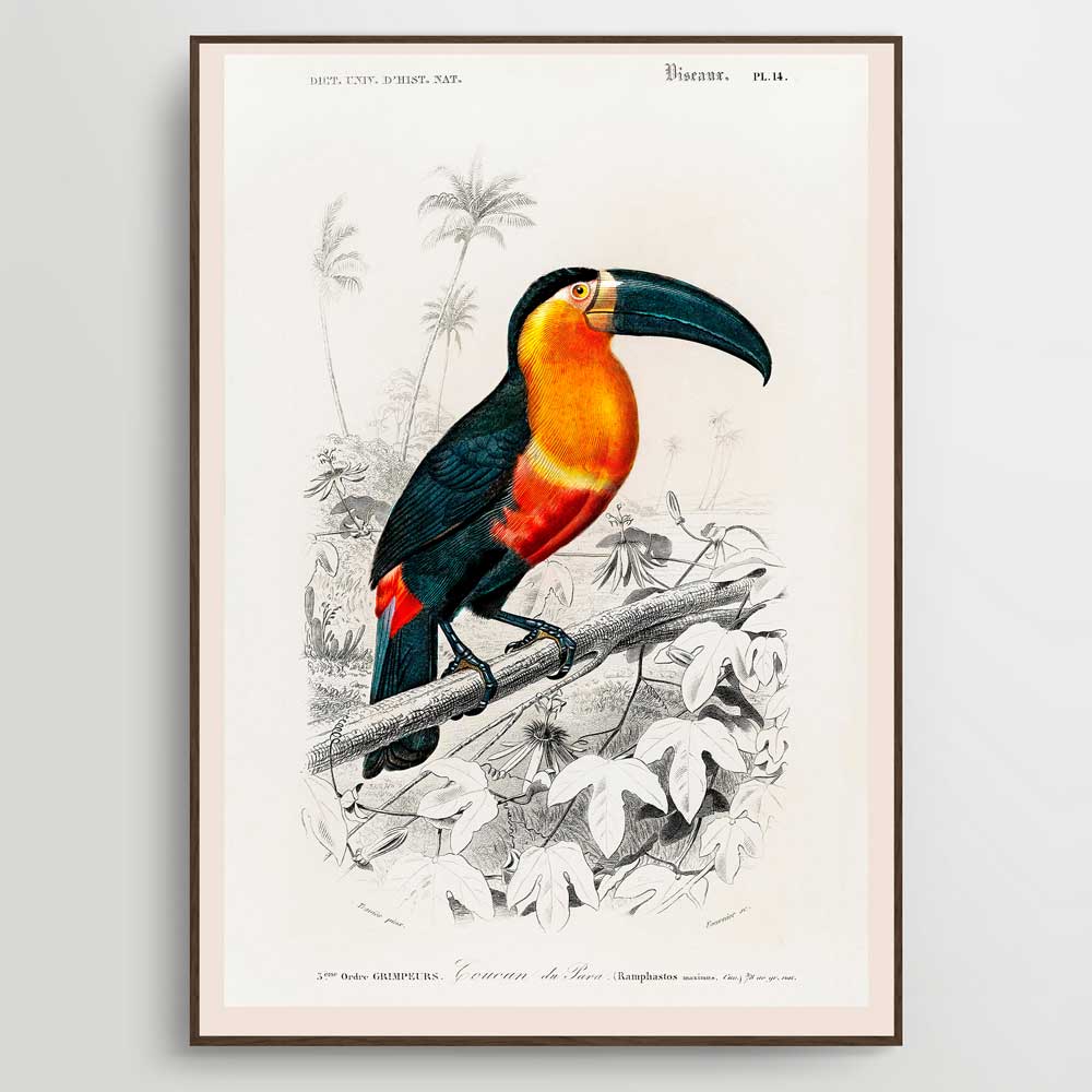 Toucan Fine Art Print