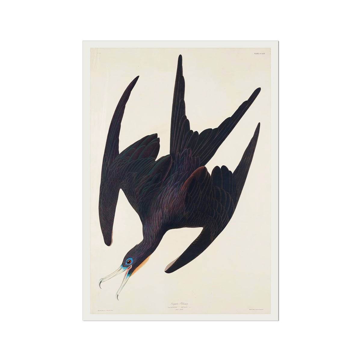 Fregatte Pelikan Fine Art Print