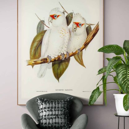 Long Billed Cockatoo Fine Art Print