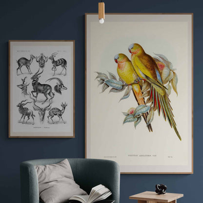 Parakeets Fine Art Print