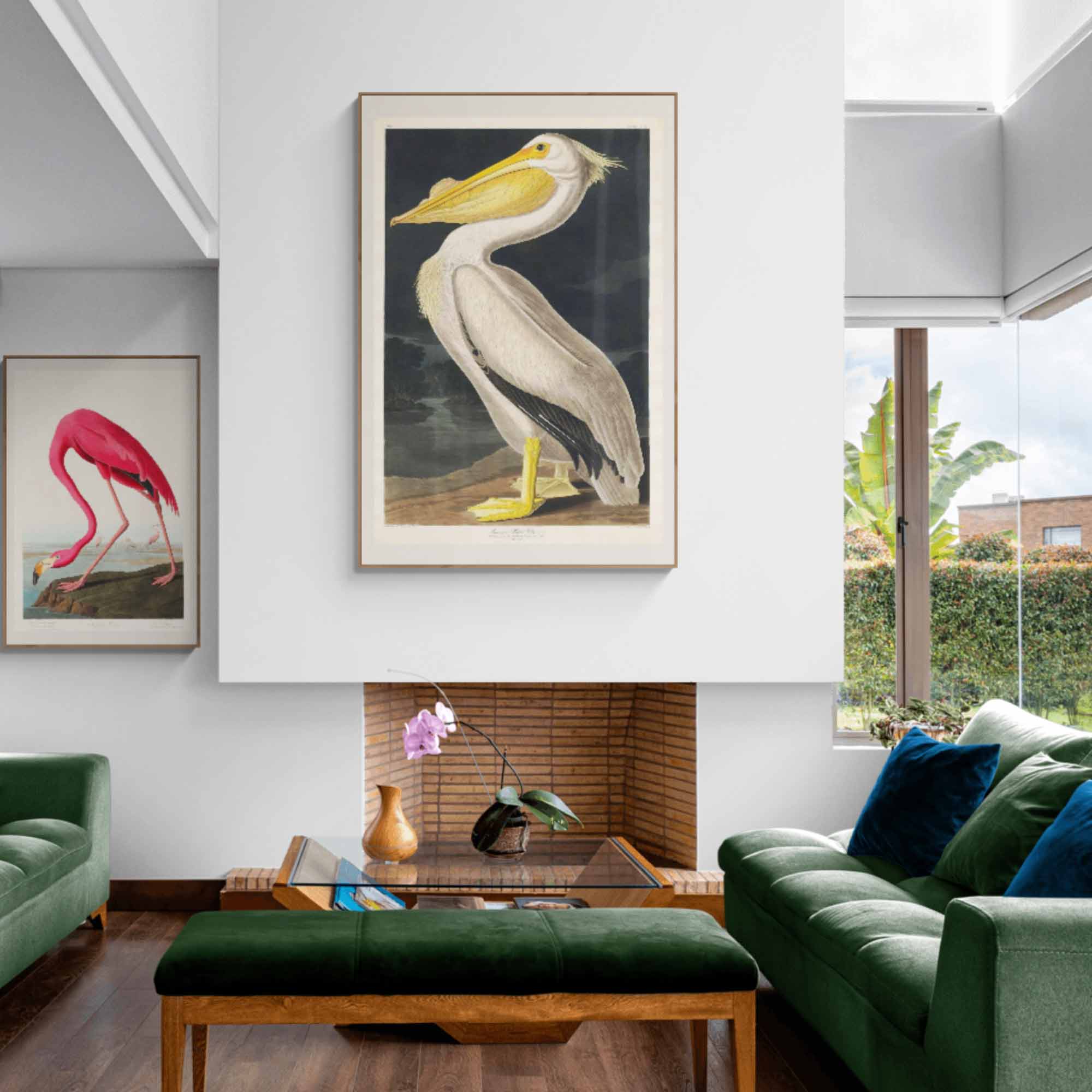 American White Pelican Fine Art Print