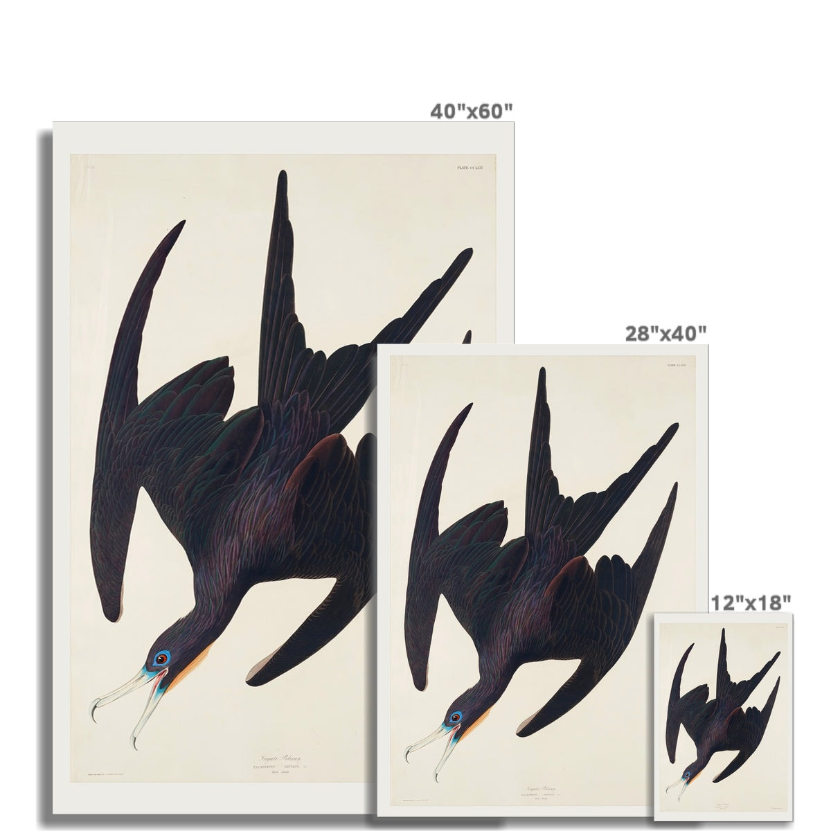 Frigate Pelican Fine Art Print